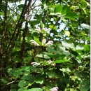 지리산친구들 이미지