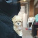 탑 퍼피(TOP PUPPY) 네이버블로그