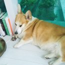 (주)반려동물털로덮인친구들 | 제주도 수학여행. 주)반려동물, 털로 덮인 친구들. 배려란 이름의 반려. by 포토테라피스트 백승휴.