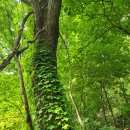 주봉산펜션 이미지