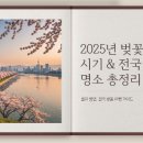 2025년 벚꽃 개화 시기와 명소, 꼭 알아야 할 정보! 이미지