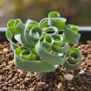 꼬불꼬불1,5,3 | 꼬불한 잎이 매력적인 구근식물, 알부카 콘코디아나 키우기