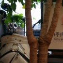 챔피언여행사