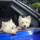 곰띠돈띠 이미지