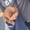 몽실하개 네이버블로그