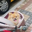 더데일리펫샵 이미지