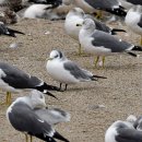 고성의 세가락갈매기(Black-legged Kittiwake) 이미지