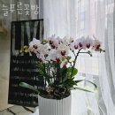 서귀포시꽃배달 늘푸른꽃방 꽃다발디자인