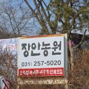 지동초등학교 | 수원 광교산 장안농원 지동초등학교 총동문회 척사대회 토종닭백숙 모임 후기