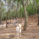 대가리 염소 농장 | [남해여행] 상상양떼목장&amp;편백숲 꼭 가야 할 곳 🐑