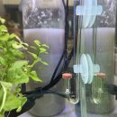 펄링 | 어항 이산화탄소 발생기 효과 - 이끼 폭증에서 회복한 후기