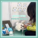 편안한 댕 네이버블로그