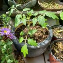 춘강 농장 이미지