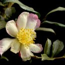 하나유키 이미지