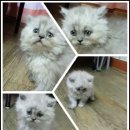 나비 당구클럽 | 캐나다와 미국의 진실