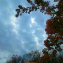 고목나무 이미지