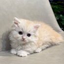 먼치캣 | 먼치킨나폴레옹분양 모량미 넘치는 털이 긴 먼치킨 도레미캣