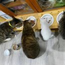 뽀시래기 이미지