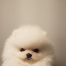 강남켄넬 이미지