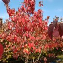 단풍나무 농장 이미지