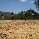 포레스트 G2 이미지