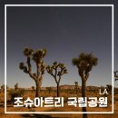 카비지트 | 미국 LA여행 조슈아트리 국립공원 투어 렌트카 후기 팜스프링스 캘리포니아여행