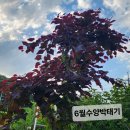 수양자엽 박태기 이미지