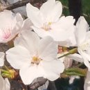 가야로 183(롯데리아 김해북부점) 앞 | 31. 한반도의 왜, 가라국과 금관국