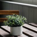 로즈마리 이미지