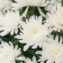 진주상조 이미지