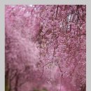 거창 북상 능수벚꽃 이미지