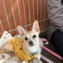 UR(파주시)-[책향기숲길]-상-9 | 파주 교하 애견동반카페, 김태이 COFFEE ROASTERS 내돈내산 후기