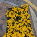 이런 유투버 숏츠 보지 마세요. 이미지