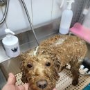 슈가독살롱 이미지