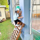 Early Years learners as they collaborated to build a den, 이미지