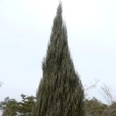 스카이핌