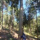 편백나무펜션2 이미지