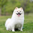 퍼스트 동물메디컬 센터 이미지