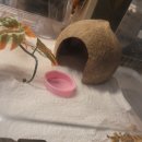 은신처 | ( 내돈내산) 소동물 코코넛 은신처 구입후기 입니다.