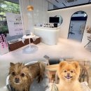 166 | 청라애견미용 추천 멍즈니스로166 포메 목욕 위생미용 후기