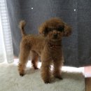 즐겨찾개 이미지