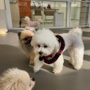 땅콩 애견유치원 | 강아지 애견 유치원 애견 호텔 놀러오개 영등포점 추천