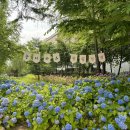 수국의 뜰 KPI뉴스