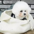 퍼피