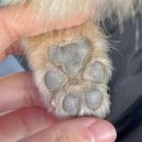 🐶[애견용품/아껴주다] 강아지 발바닥 보습제 구매후기