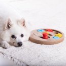 우리 강아지 이미지