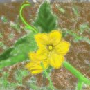 청야농장 이미지