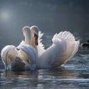 유 애 묘 이미지