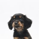 여주동물병원 이미지