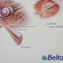 벨톤보청기 고양덕양 이미지